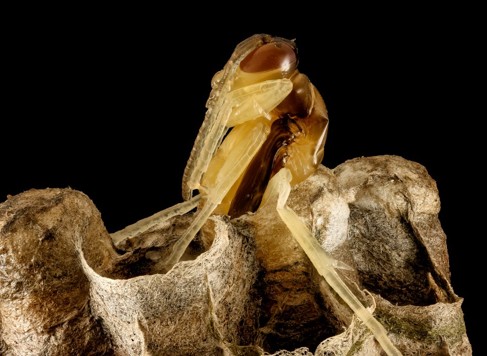 Polistes nest 6, MD, side 2015-07-22-18.12.44 ZS PMax UDR