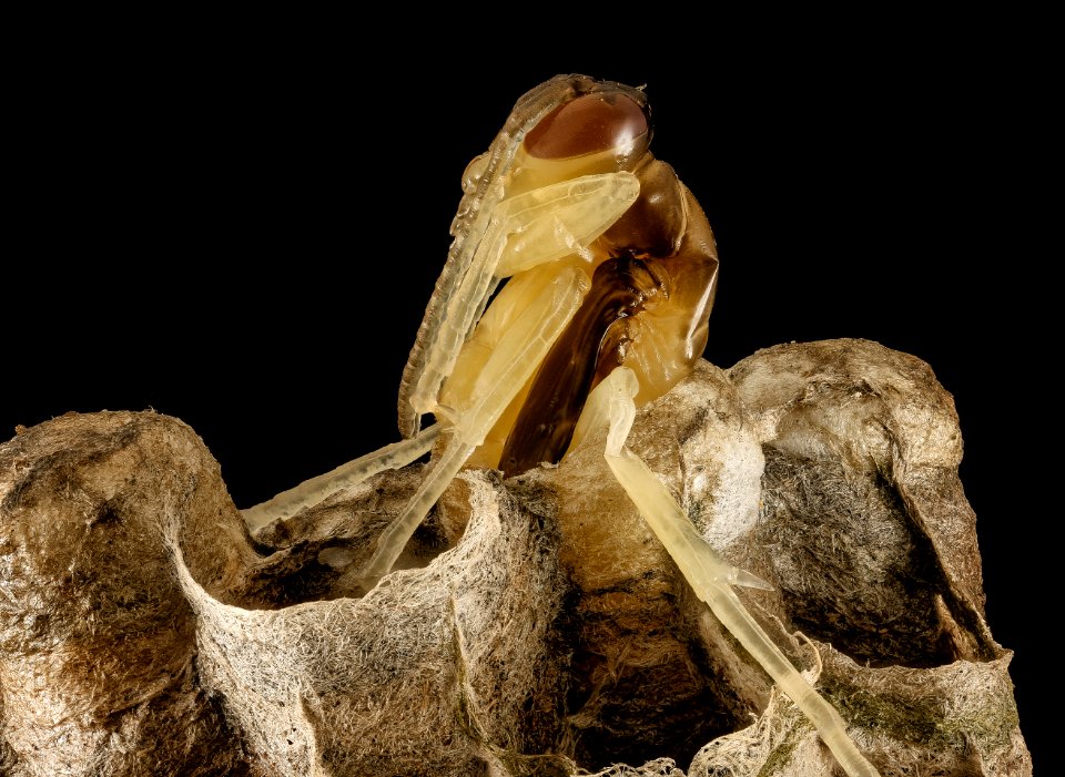 Polistes nest 6, MD, side 2015-07-22-18.12.44 ZS PMax UDR photo