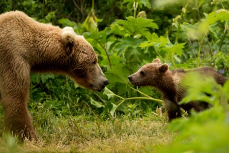 Kodiak bear