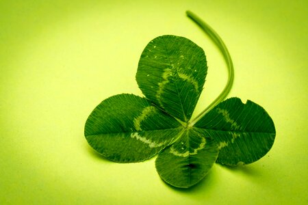 Vierblättrig lucky clover symbol photo