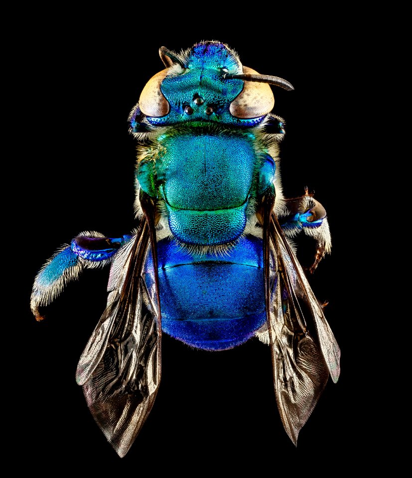 Euglossa dilemma, male, back 2012-06-27-17.09