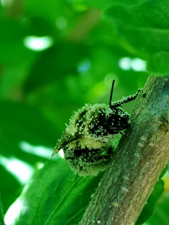 Bumblebee covered in pollen from rose of Sharon (Hibiscus syriacus)