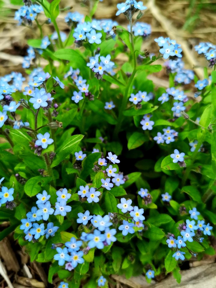 Compact forget me not