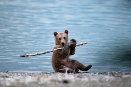 Cub with stick photo
