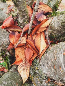 Leaves brown tree photo