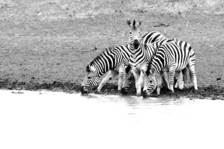 Swaziland