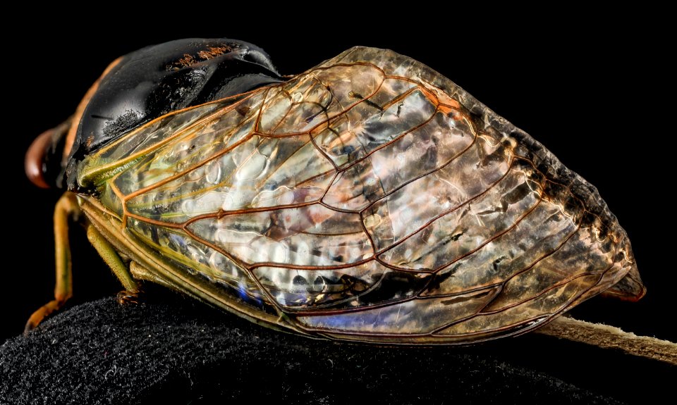 Stained Glass Cicada wings, U, wings 1, Bent Creek EF, NC 2014-01-17-16.16.33 ZS PMax photo