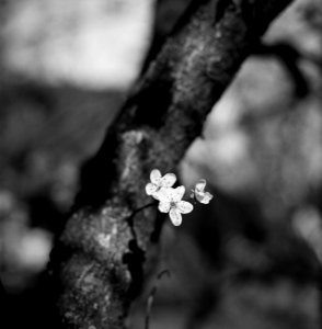 plum blossom photo