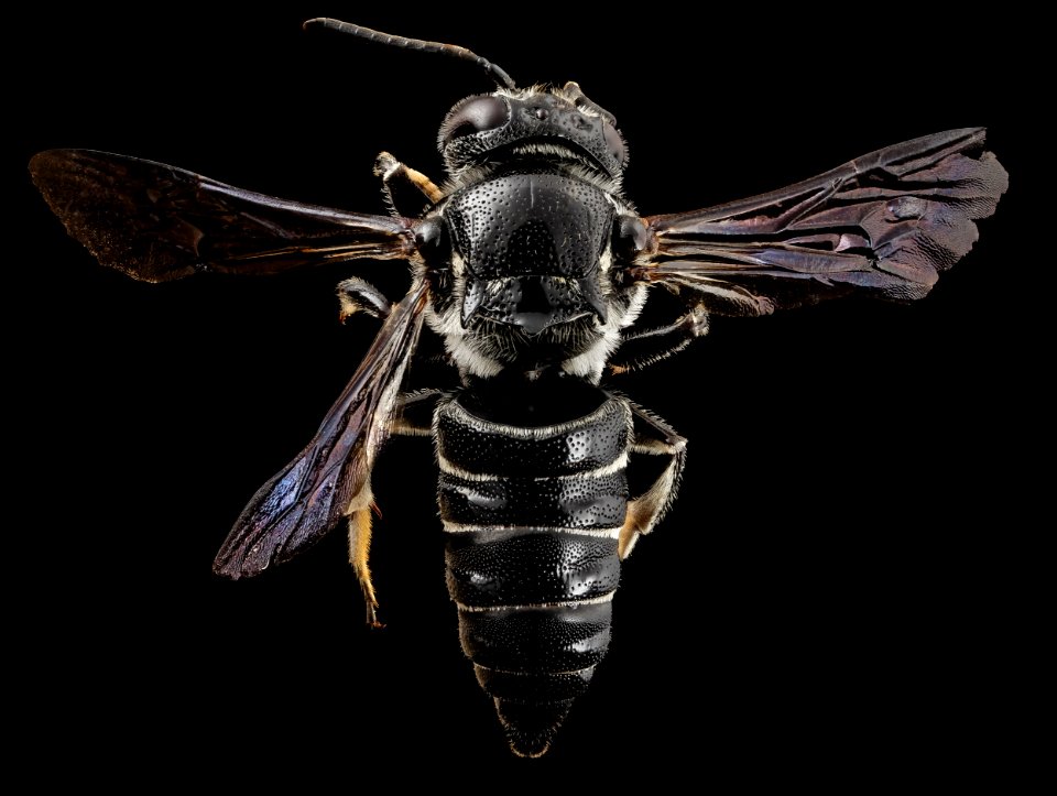 Coelioxys dolichos, f, back, md, kent county 2014-07-21-11.18.01 ZS PMax photo