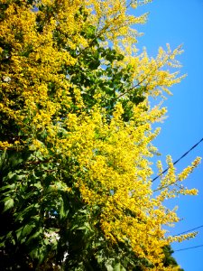 Goldenrain tree (Koelreuteria paniculata)