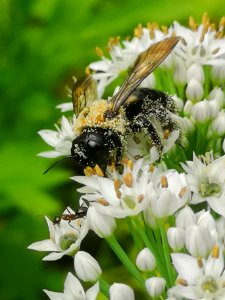 Carpenter bee Xylocopa virginica covered in pollen visiting flowers of garlic chives Allium tuberosum