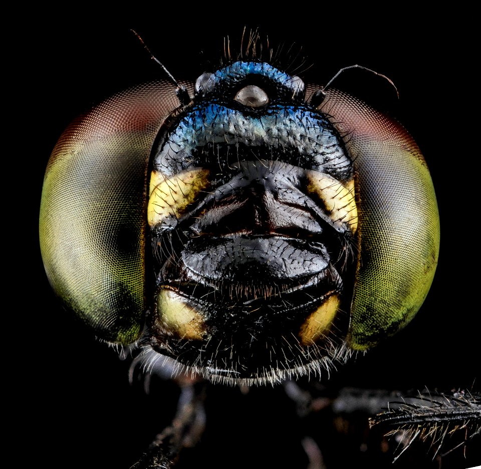 Seaside Dragonlet, Eastern Neck NWR 2013-07-07-16.55.52 ZS PMax