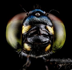 Seaside Dragonlet, Eastern Neck NWR 2013-07-07-16.55.52 ZS PMax