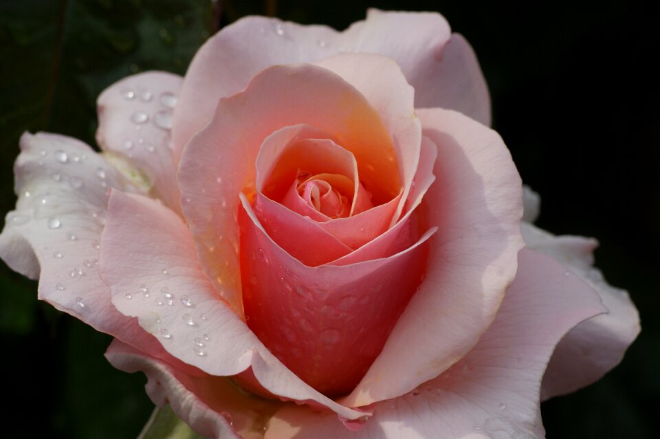 Blossom bloom rose bloom