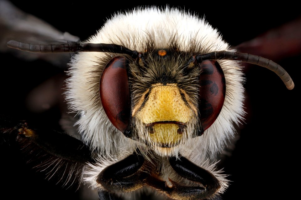 Anthophora-bomboides,-unkown,-face 2012-06-12-14.46.36-ZS-PMax