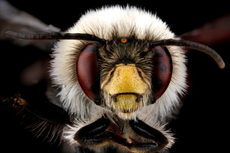 Anthophora-bomboides,-unkown,-face 2012-06-12-14.46.36-ZS-PMax
