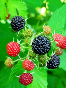 Black raspberries (Rubus occidentalis). Some are always ripe in time for Canada Day (July 1st).