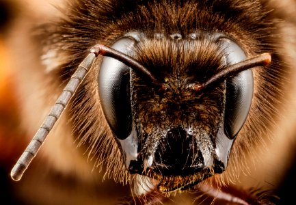 bombus eximias, f, tawain, face 2014-08-10-09.44.49 ZS PMax