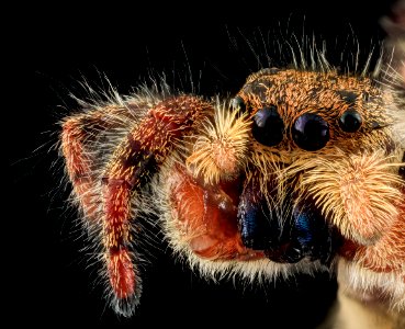 jumping spider8, face, upper marlboro, md 2013-10-18-12.11.55 ZS PMax photo