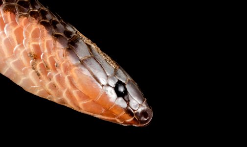 eastern worm snake 2015-04-20-18.24.34 ZS PMax photo