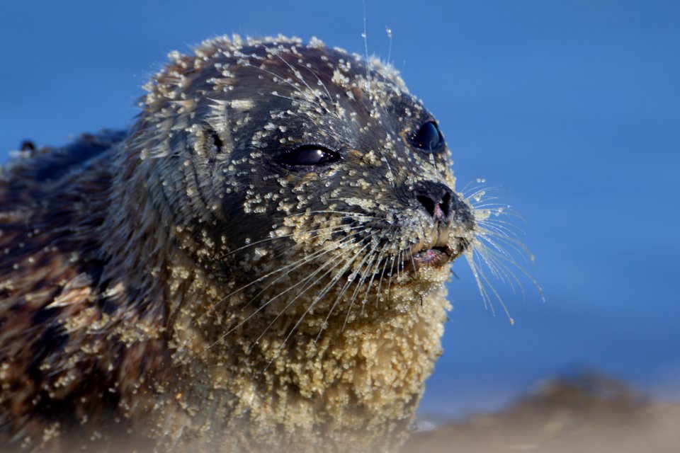 Spotted seal with fish eggs