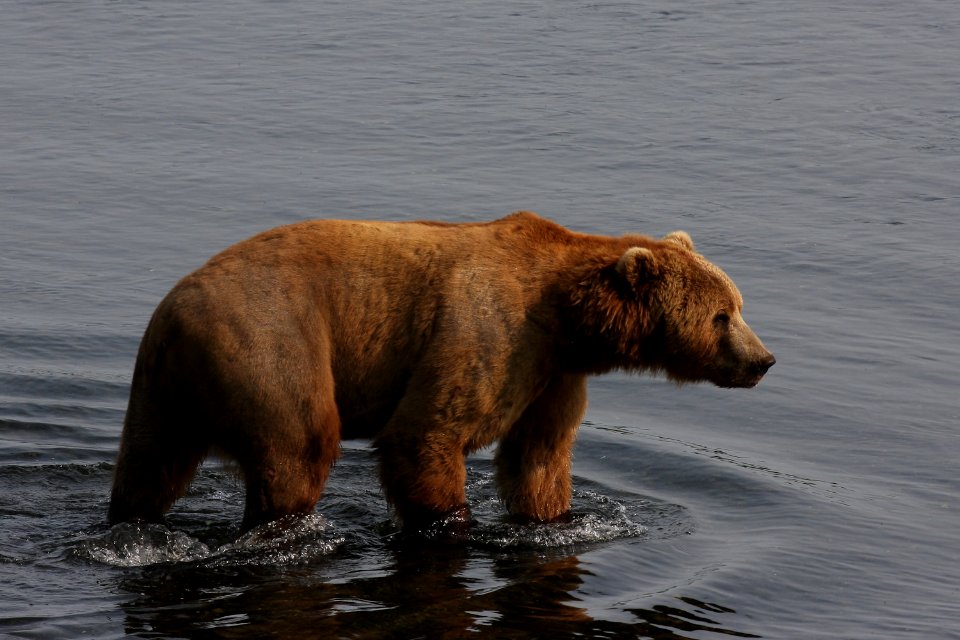 Boar at Dog Salmon River