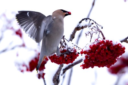 Bohemian Waxwing photo