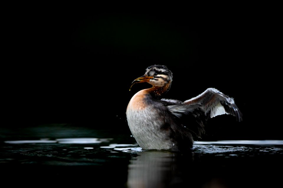 Juvenile red-necked grebe with fish photo