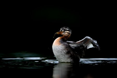Juvenile red-necked grebe with fish