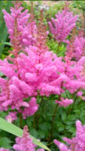 Astilbe Rheinland
