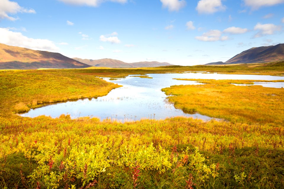 Fall along the Frazer tundra.