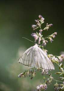 Nature grass wings