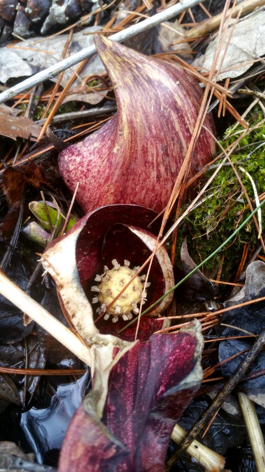 Skunk cabbage in Komoka provincial park