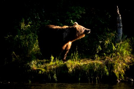Kenai brown bear photo
