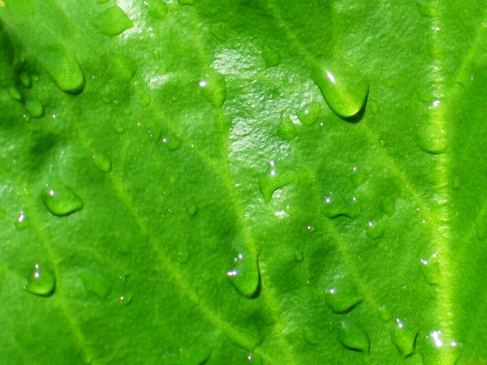 Rain drops wet background