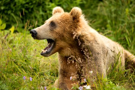 Kodiak bear