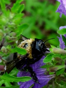 Carpenter bee (Xylocopa virginica) visiting flowers of dragonhead (Dracocephalum moldavica), with pollen