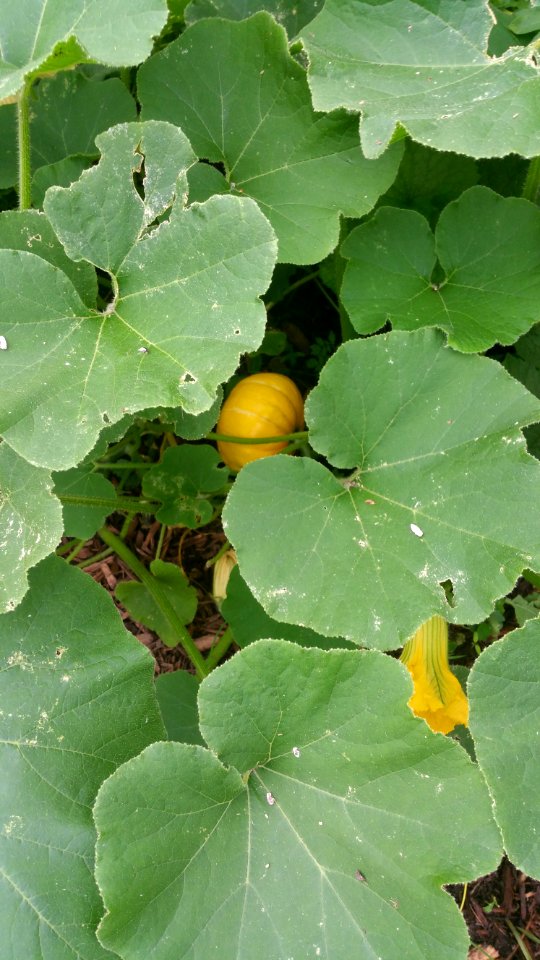 Squash Cucurbita maxima Gold Nugget