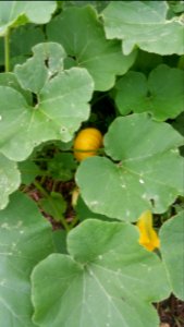 Squash Cucurbita maxima Gold Nugget