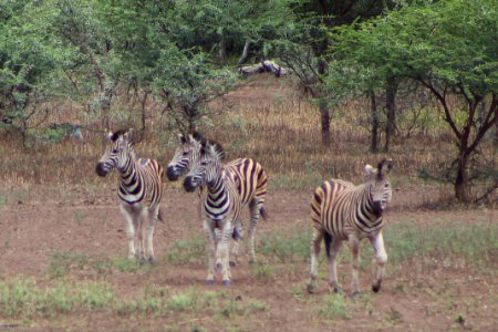 Swaziland