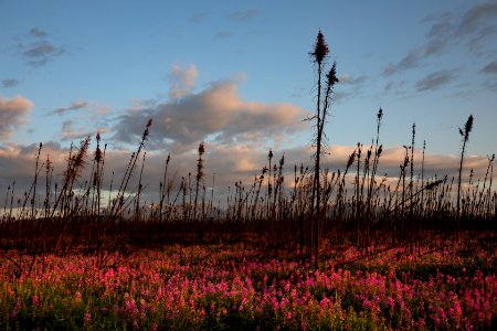 Kenai Fireweed in August photo