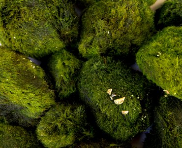 Zebra Mussels and Moss Balls