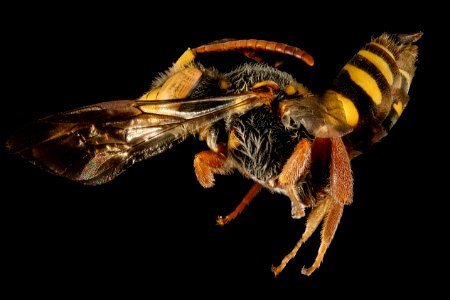 Nomada rubicunda, m, side, Worchester Co, MD 2016-02-18-12.01 photo