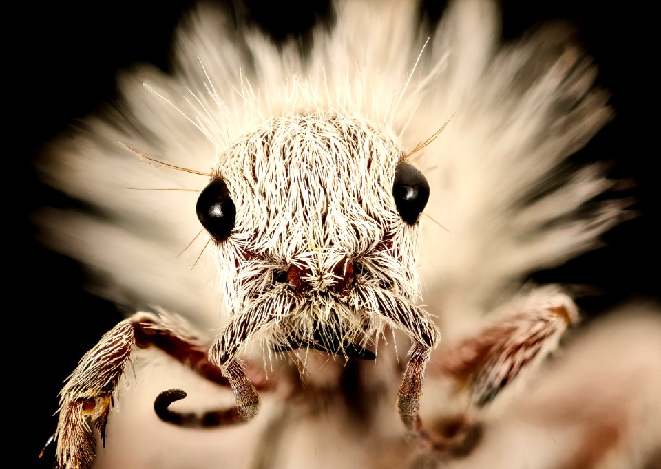 Dasymutilla gloriosa, face2, Cochise Co., AZ 2016-09-02-17.02