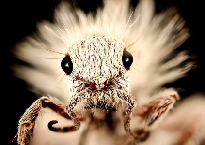 Dasymutilla gloriosa, face2, Cochise Co., AZ 2016-09-02-17.02
