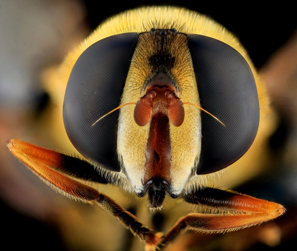 Aelophilus fasciatus Fly, Face, MD, Beltsville 2013-09-28-17.19.48 ZS PMax