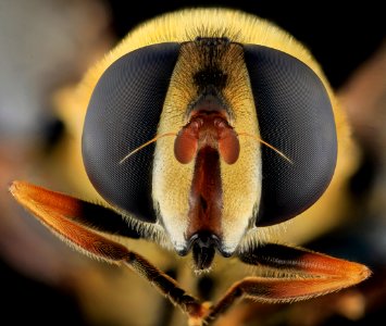 Aelophilus fasciatus Fly, Face, MD, Beltsville 2013-09-28-17.19.48 ZS PMax photo