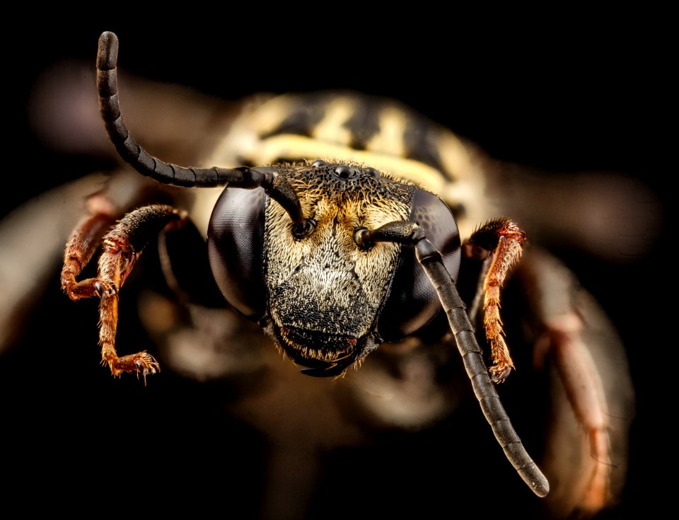 Triepeolus simplex, m, face, md, kent county 2014-07-22-10.09.37 ZS PMax