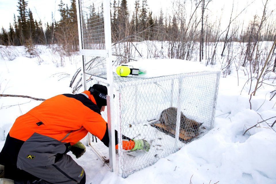 Lynx Project At Yukon Flats National Wildlife Refuge