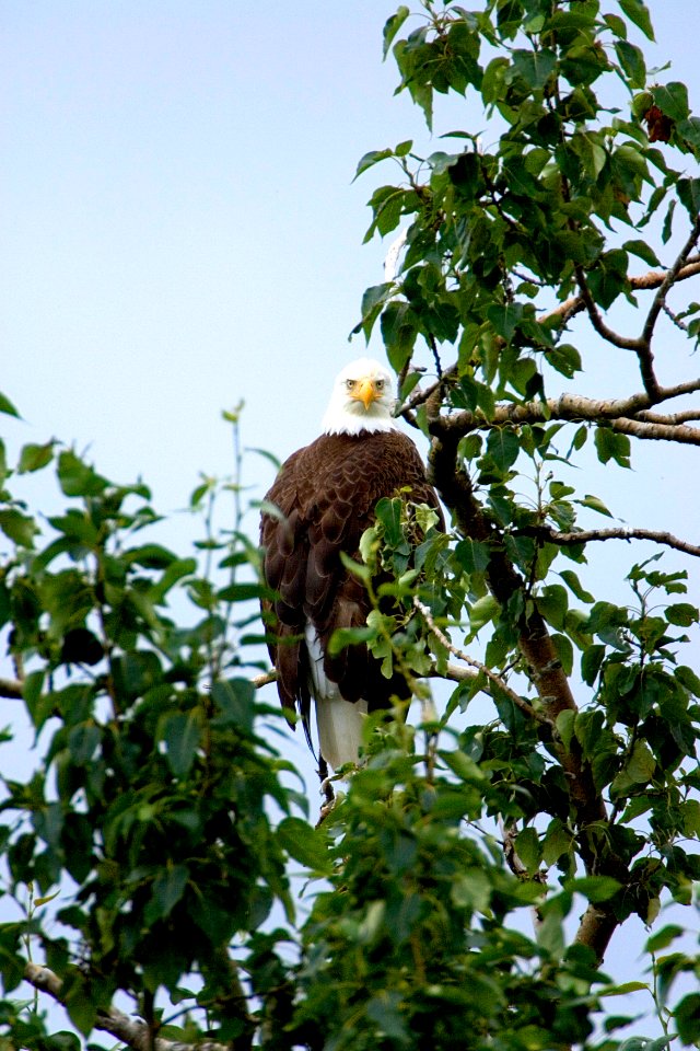 Wildlife of Kodiak Refuge